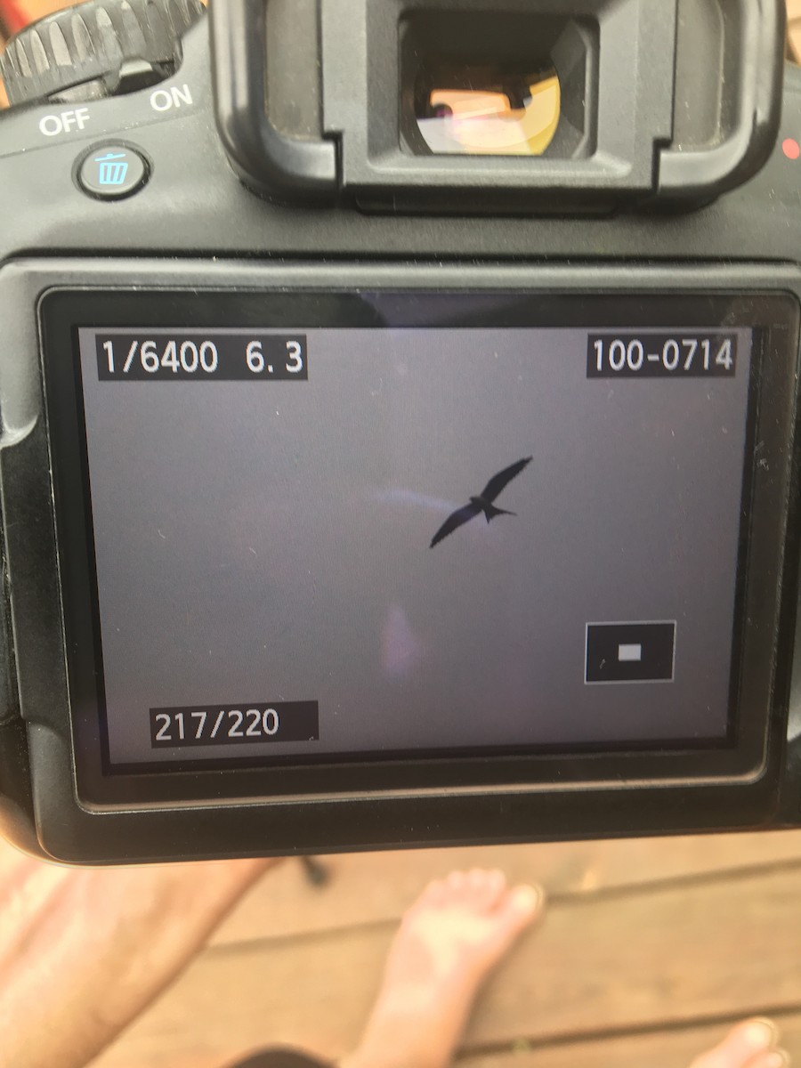 Swallow-tailed Kite - ML221347491