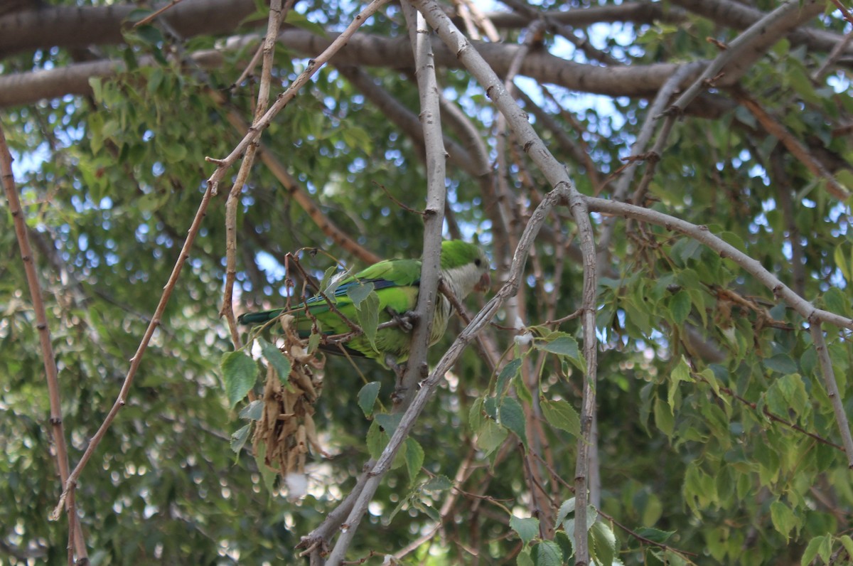 Monk Parakeet - ML221347581