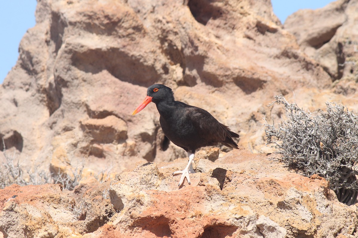 Blackish Oystercatcher - ML221348801