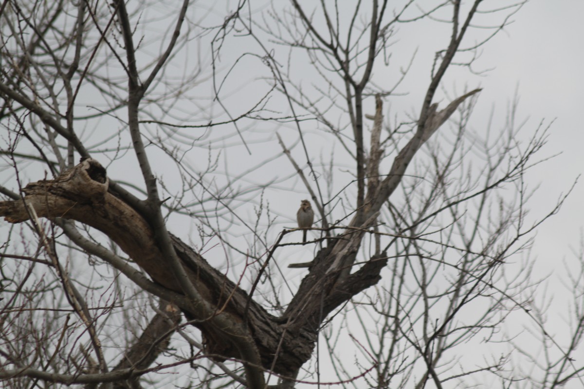 Swamp Sparrow - Jess Novobilsky