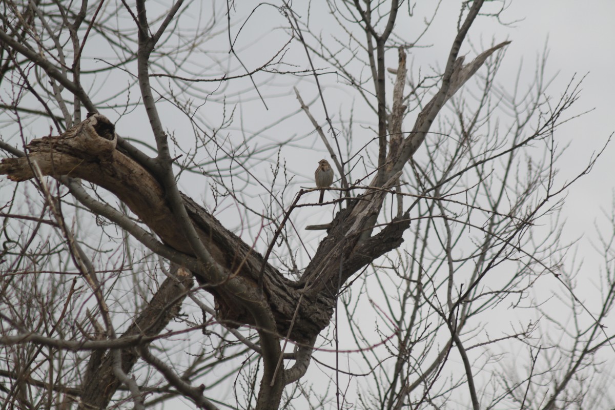 Swamp Sparrow - ML221349011