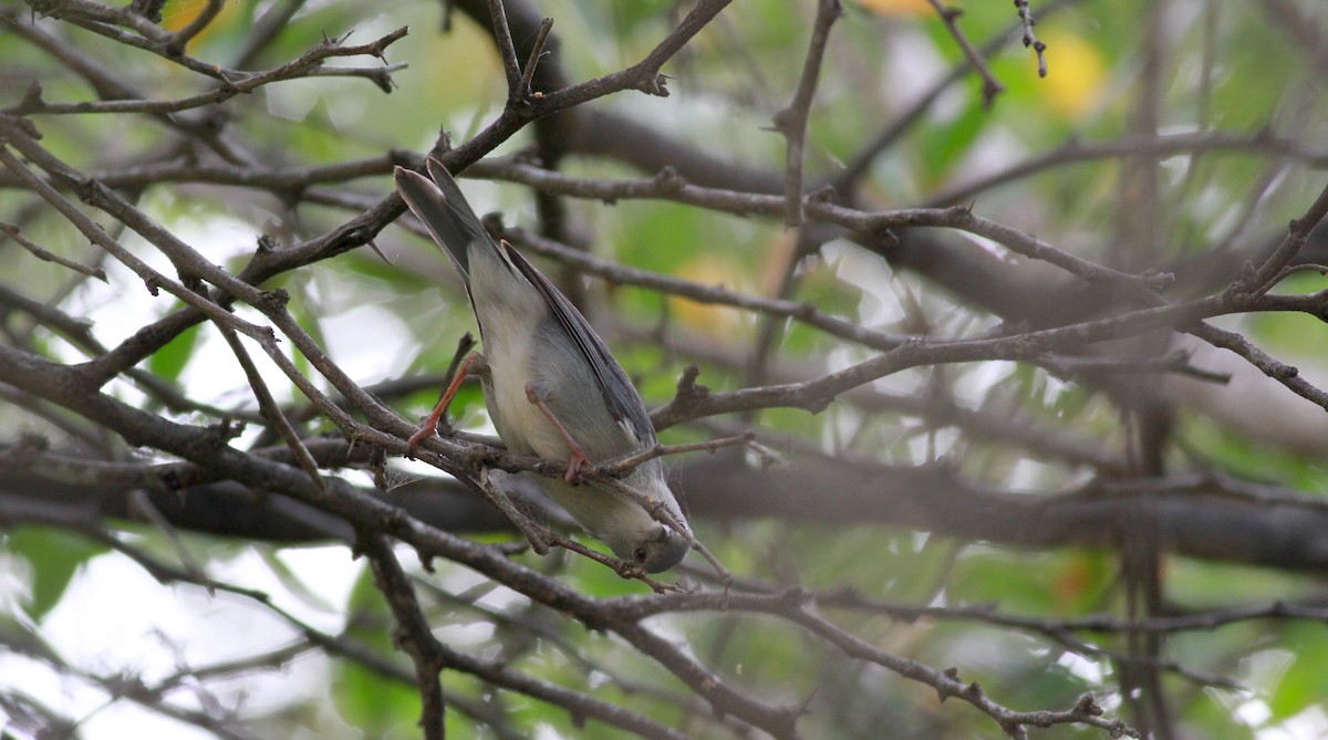 Bicolored Conebill - Jay McGowan