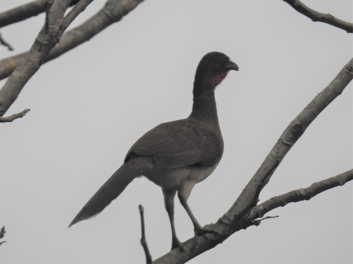 White-bellied Chachalaca - ML221349661