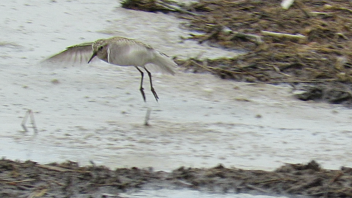 gulbrystsnipe - ML221351071