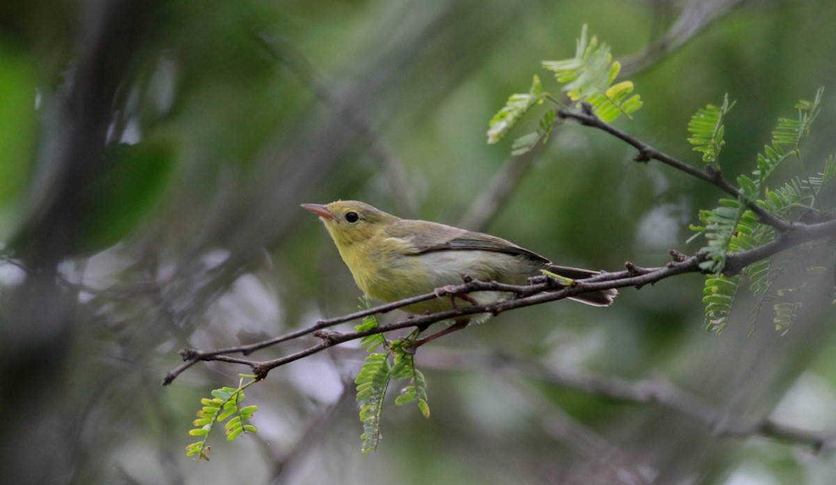 Bicolored Conebill - Jay McGowan