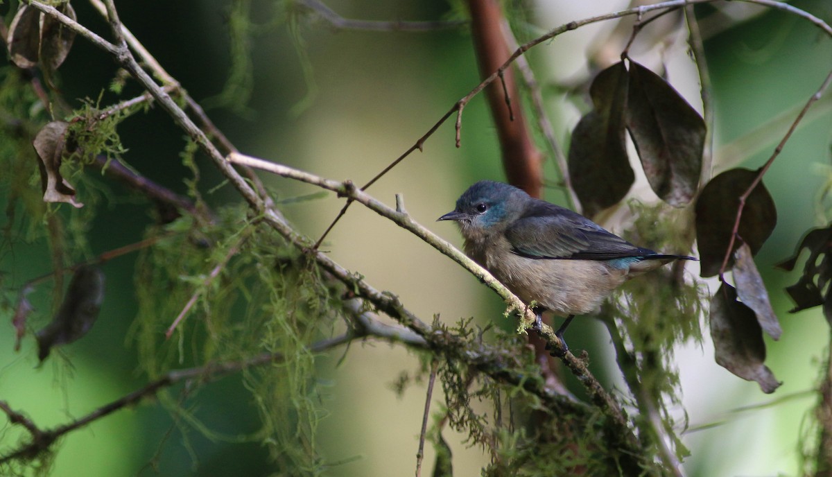 Black-legged Dacnis - ML221352821