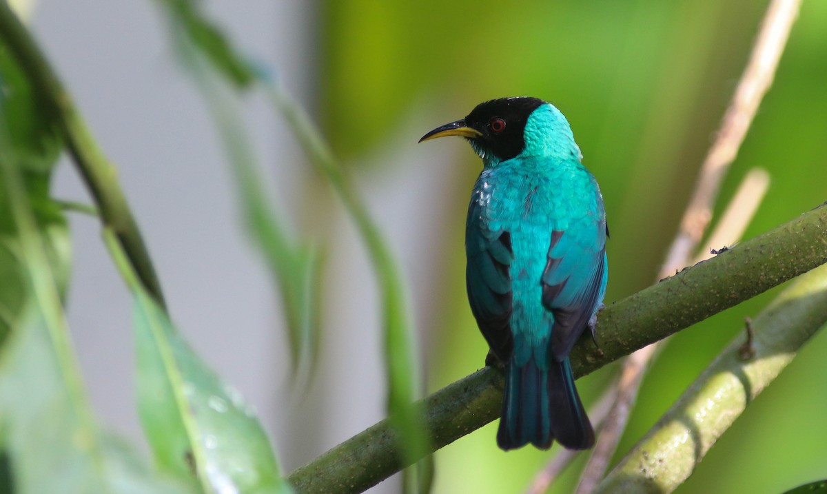 Green Honeycreeper - ML221352831