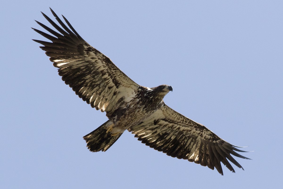 Bald Eagle - David Brown