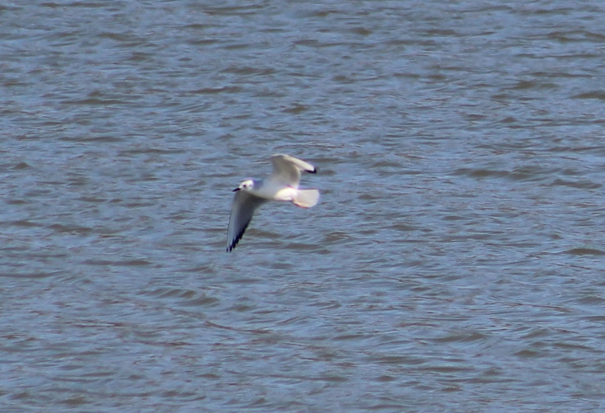 Bonaparte's Gull - ML221356581