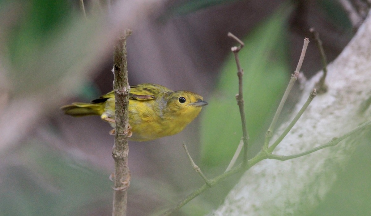 Yellow Warbler (Mangrove) - Jay McGowan