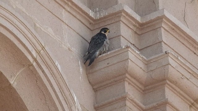 Эгэл шонхор - ML221356831