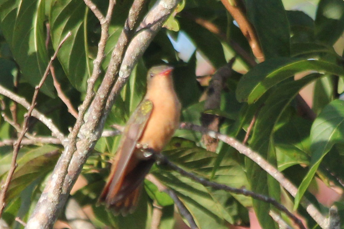 Cinnamon Hummingbird - ML22135801