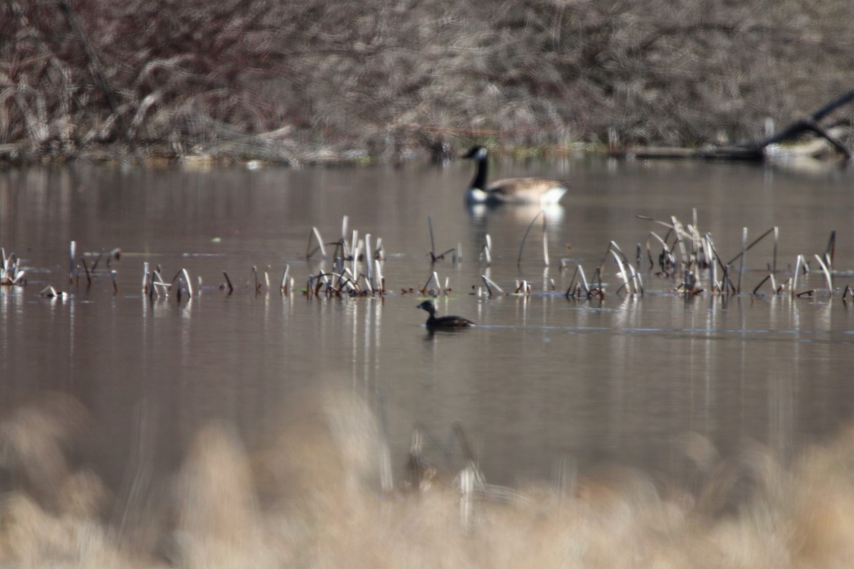 Pied-billed Grebe - ML221358631