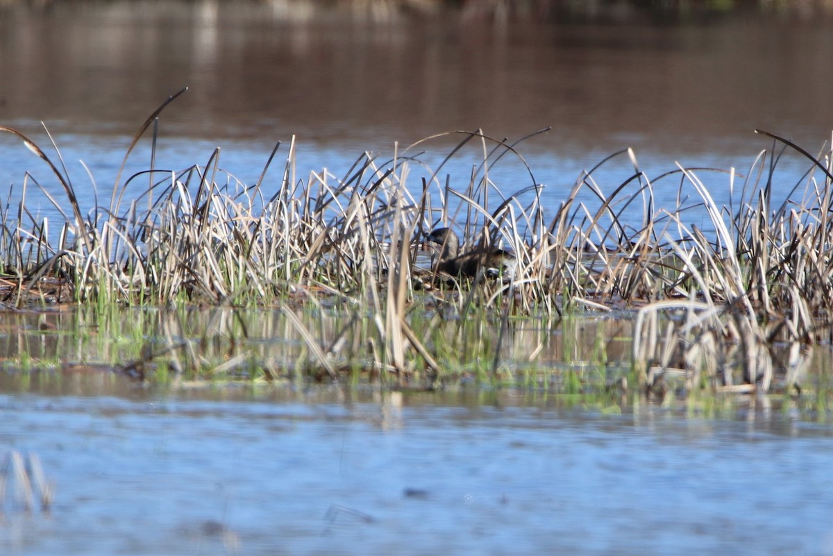 Pied-billed Grebe - ML221358691