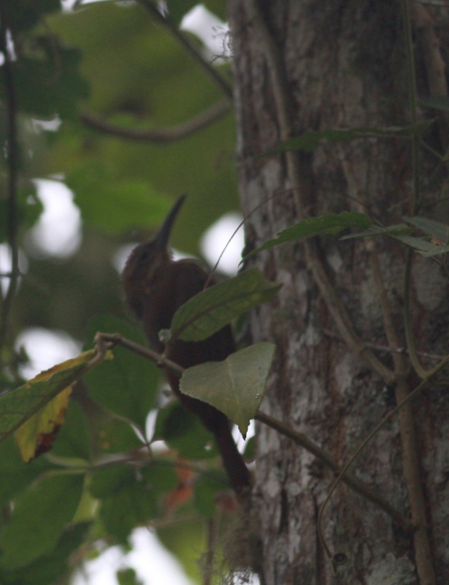 Black-banded Woodcreeper (Spot-throated) - ML22135871