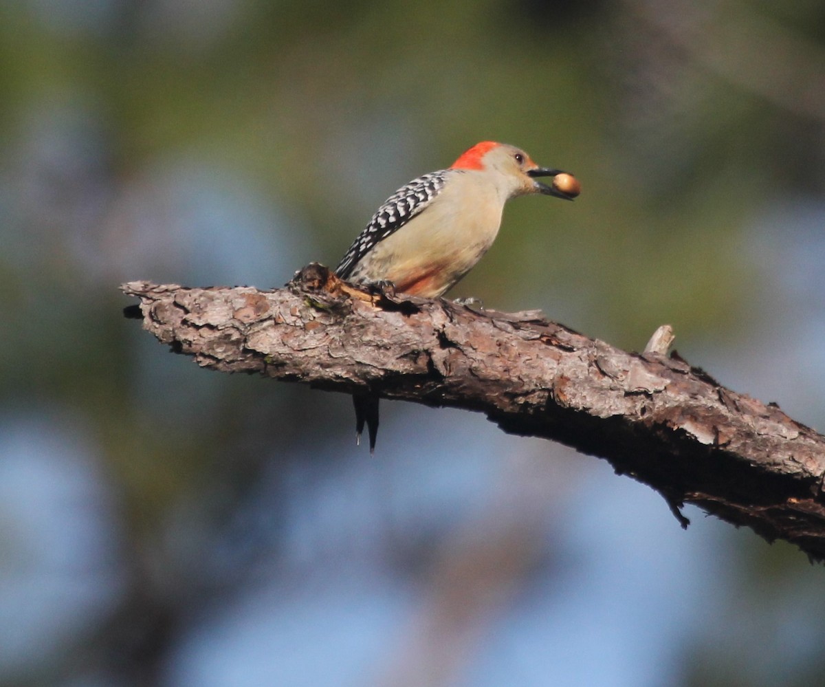 Red-bellied Woodpecker - ML221360411