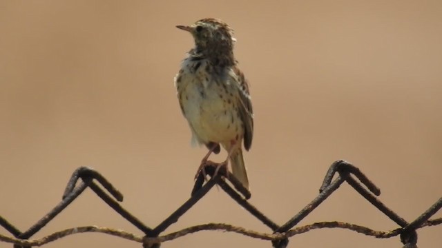 Peruvian Pipit - ML221360881