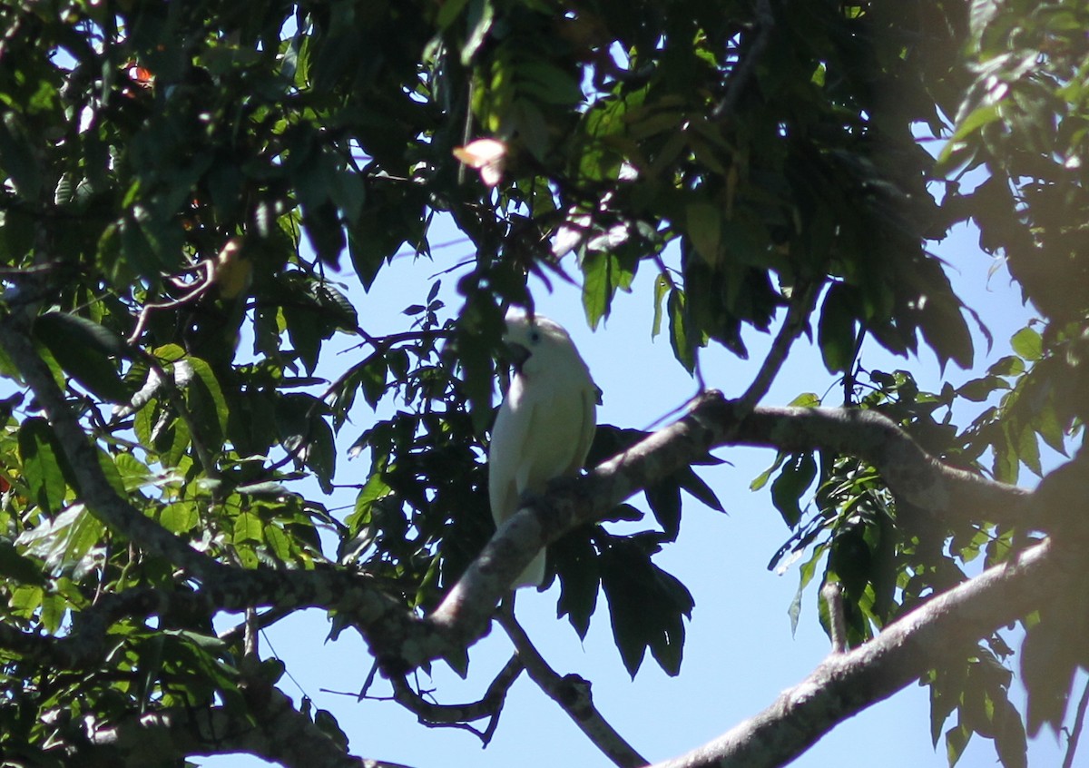 Blue-eyed Cockatoo - Stephan Lorenz