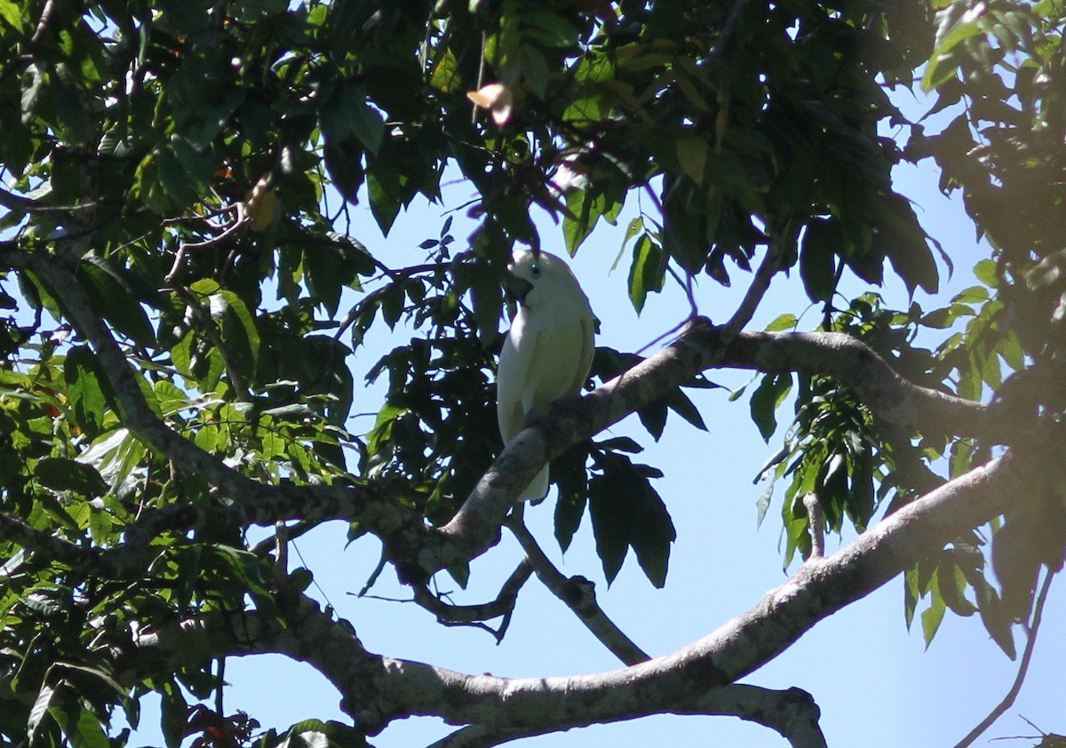 Blue-eyed Cockatoo - ML221362241