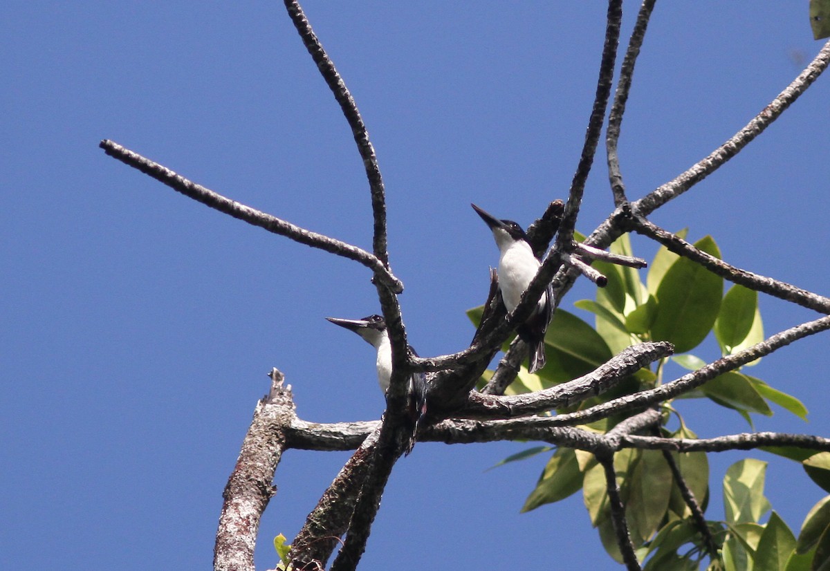 Ultramarine Kingfisher - ML221367031