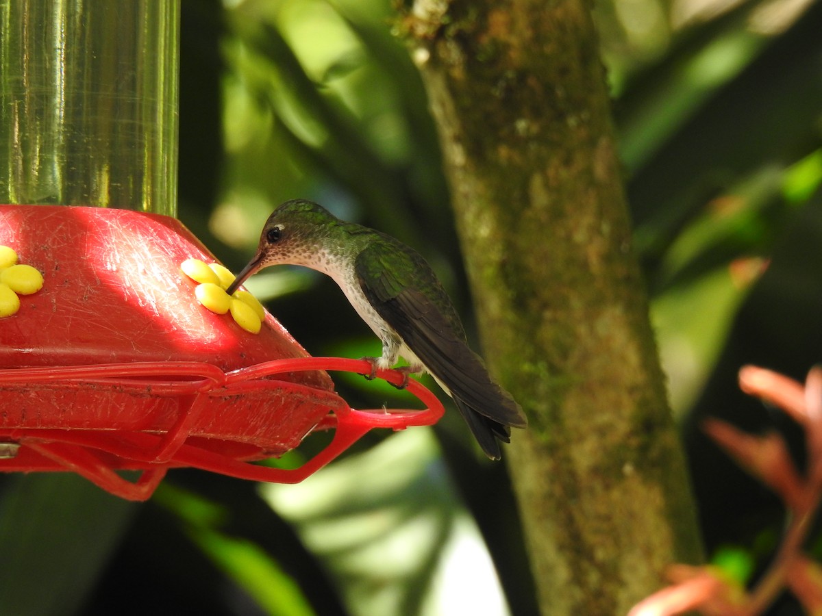 White-bellied Hummingbird - Fernando Angulo - CORBIDI