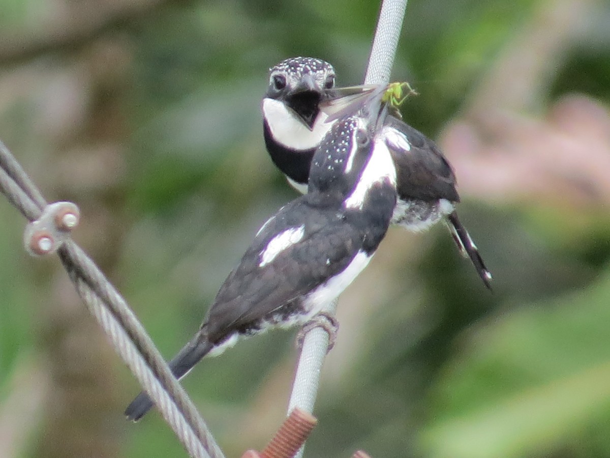 Pied Puffbird - ML221367721