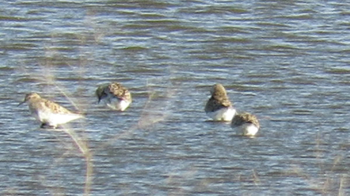 Baird's Sandpiper - Paul Timm