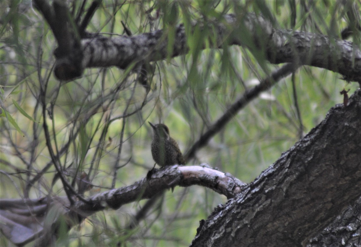 White-spotted Woodpecker - Joaquin Muñoz
