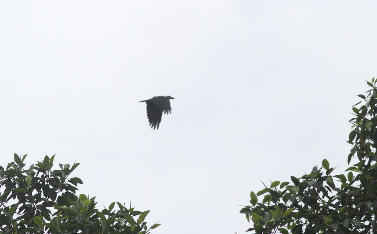 Bougainville Crow - ML221368321