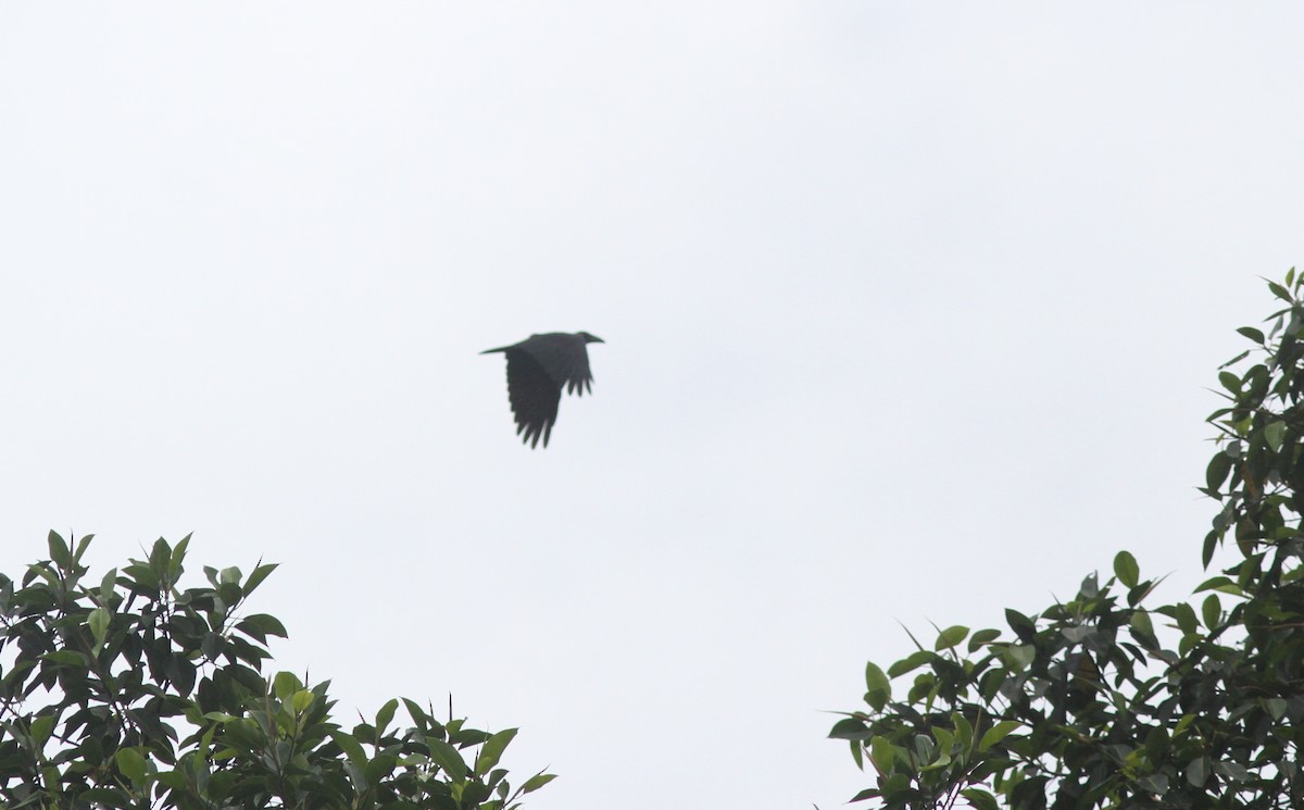 ブーゲンビルガラス - ML221368321