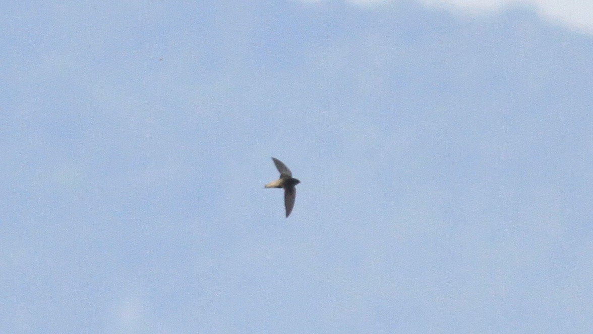 Gray-rumped Swift (Ash-rumped) - ML22137131