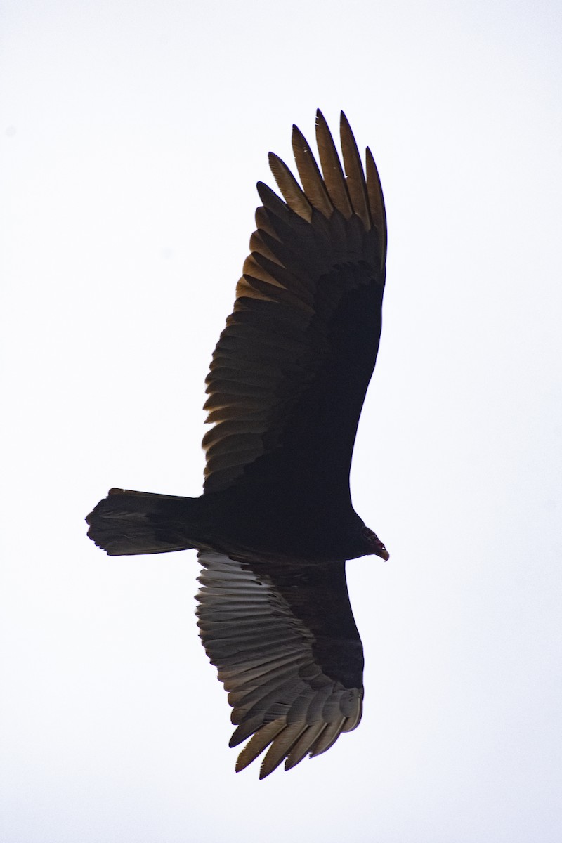 Turkey Vulture - Marky Mutchler