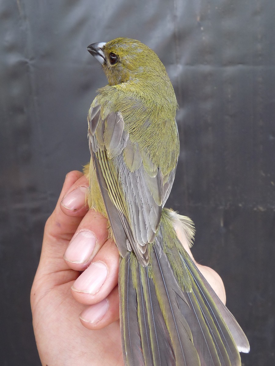 Black-faced Tanager - ML221372551