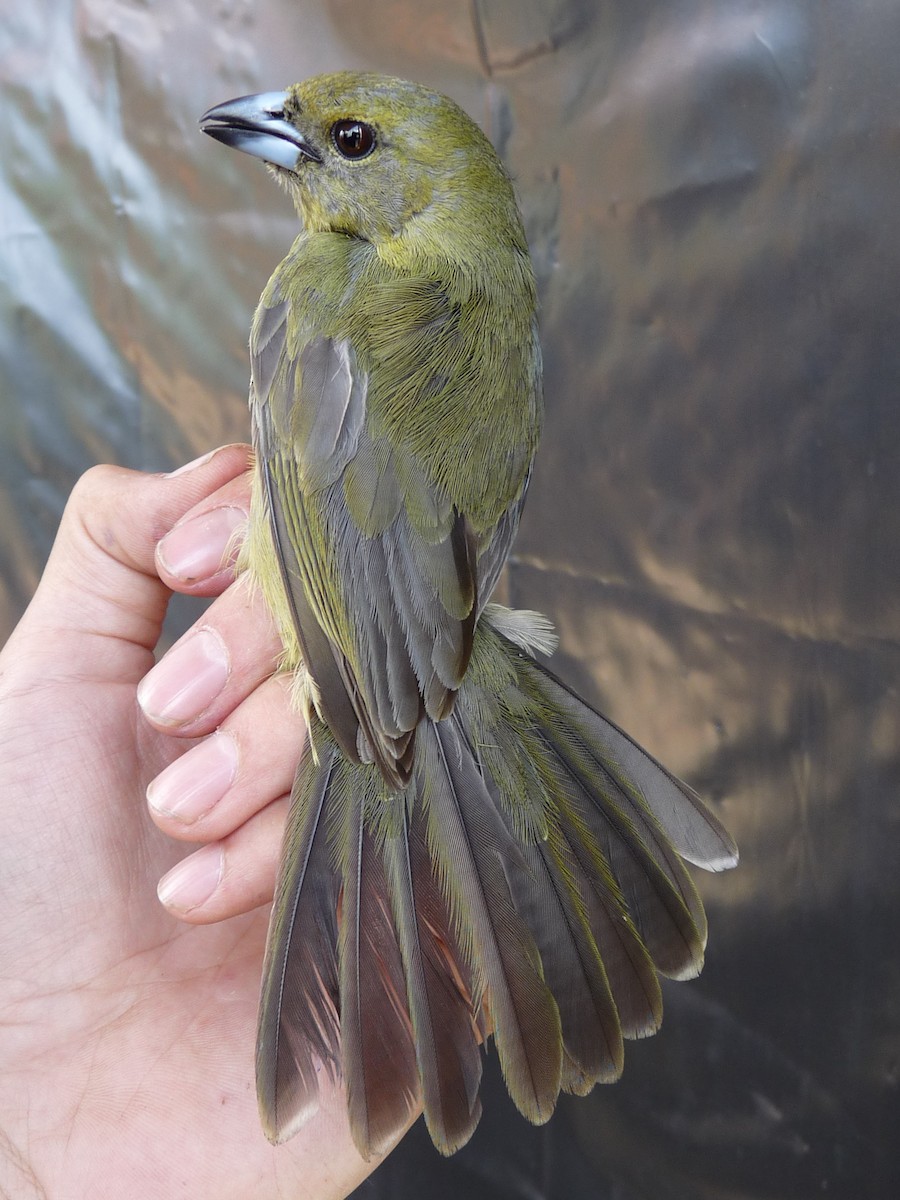Black-faced Tanager - ML221372571