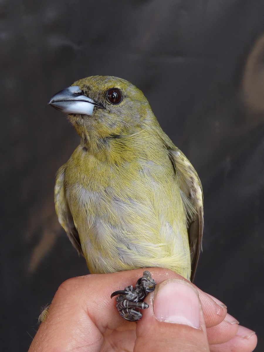Black-faced Tanager - ML221372591