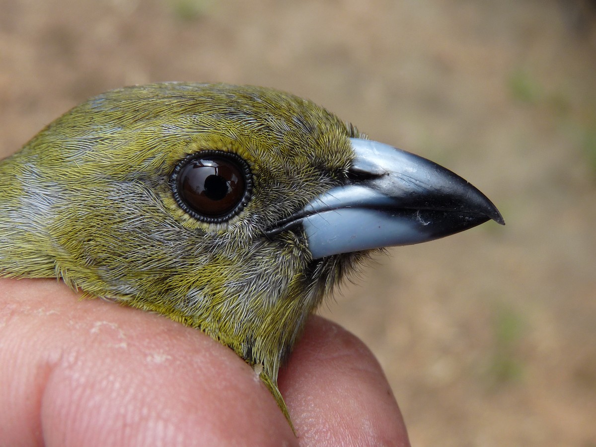 Black-faced Tanager - ML221372601