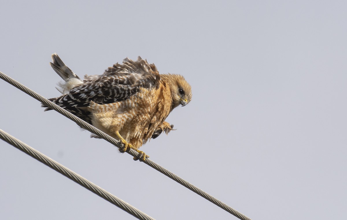 Red-shouldered Hawk - ML221372871