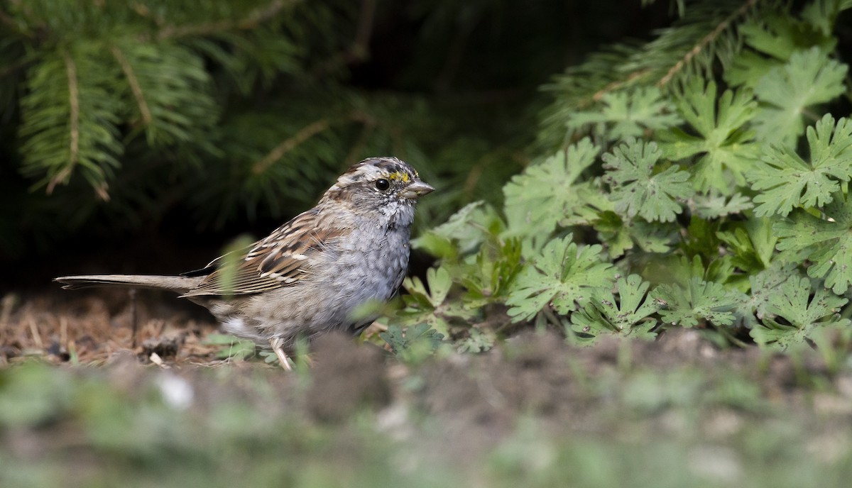 White-throated Sparrow - Marky Mutchler