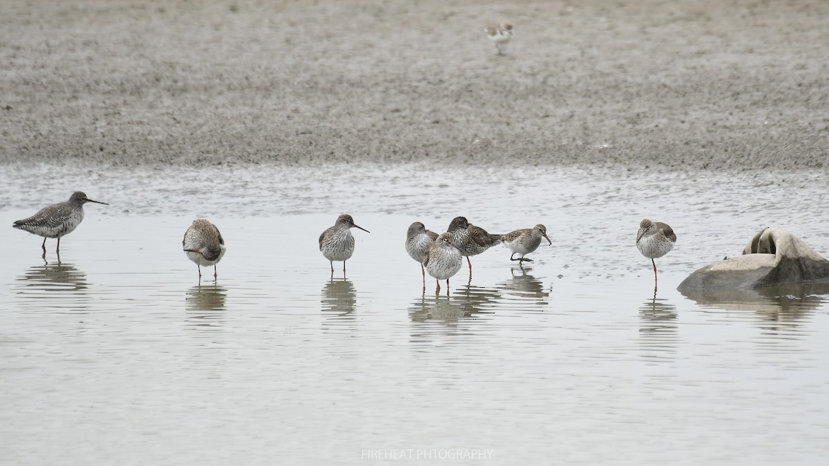 Common Redshank - Turbo tu