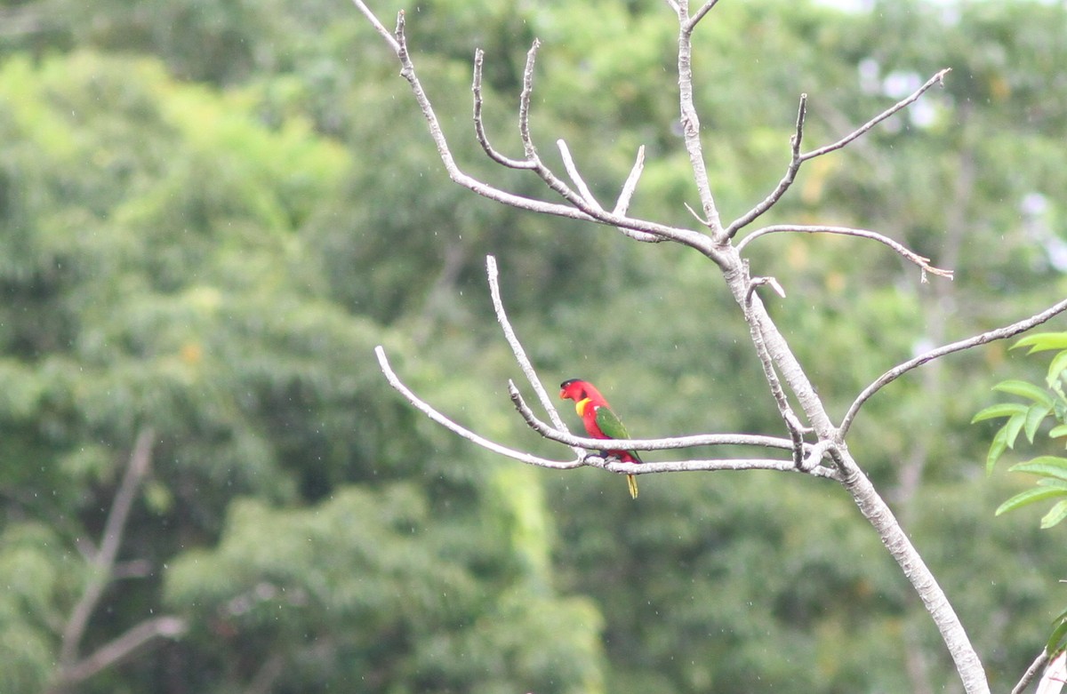 Yellow-bibbed Lory - ML221373391