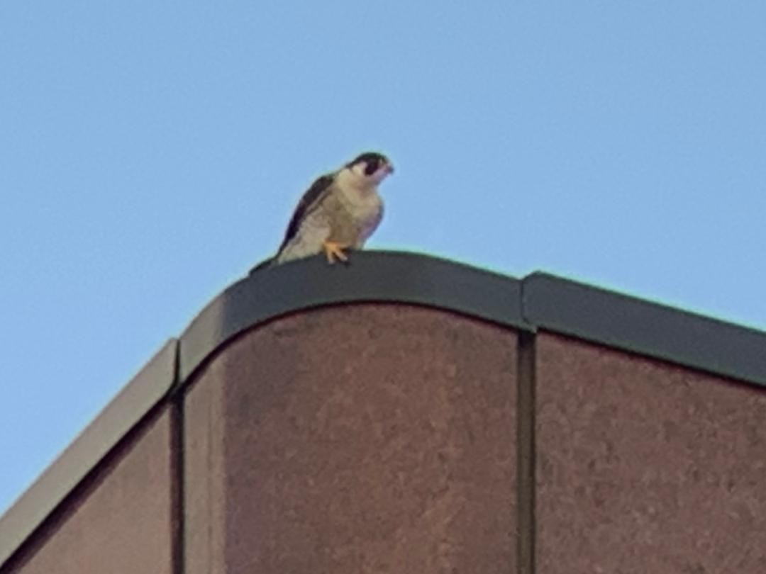 Peregrine Falcon - Raymond Rosselot