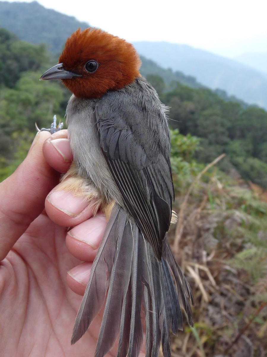 Fulvous-headed Tanager - ML221375161