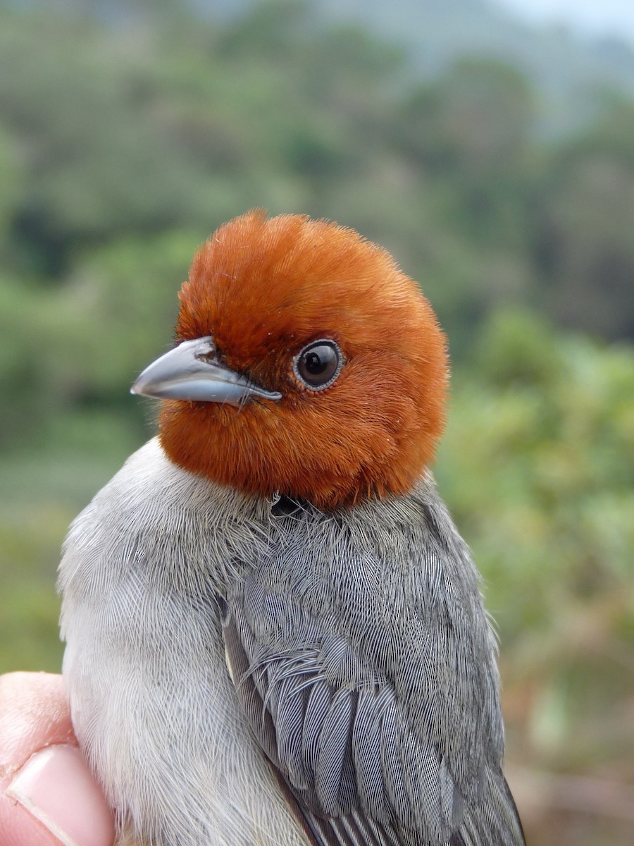 Fulvous-headed Tanager - ML221375171