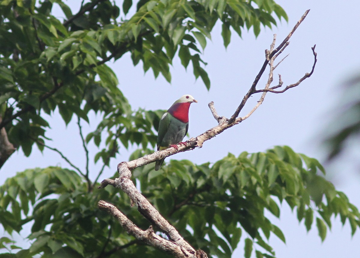 White-headed Fruit-Dove - ML221376211