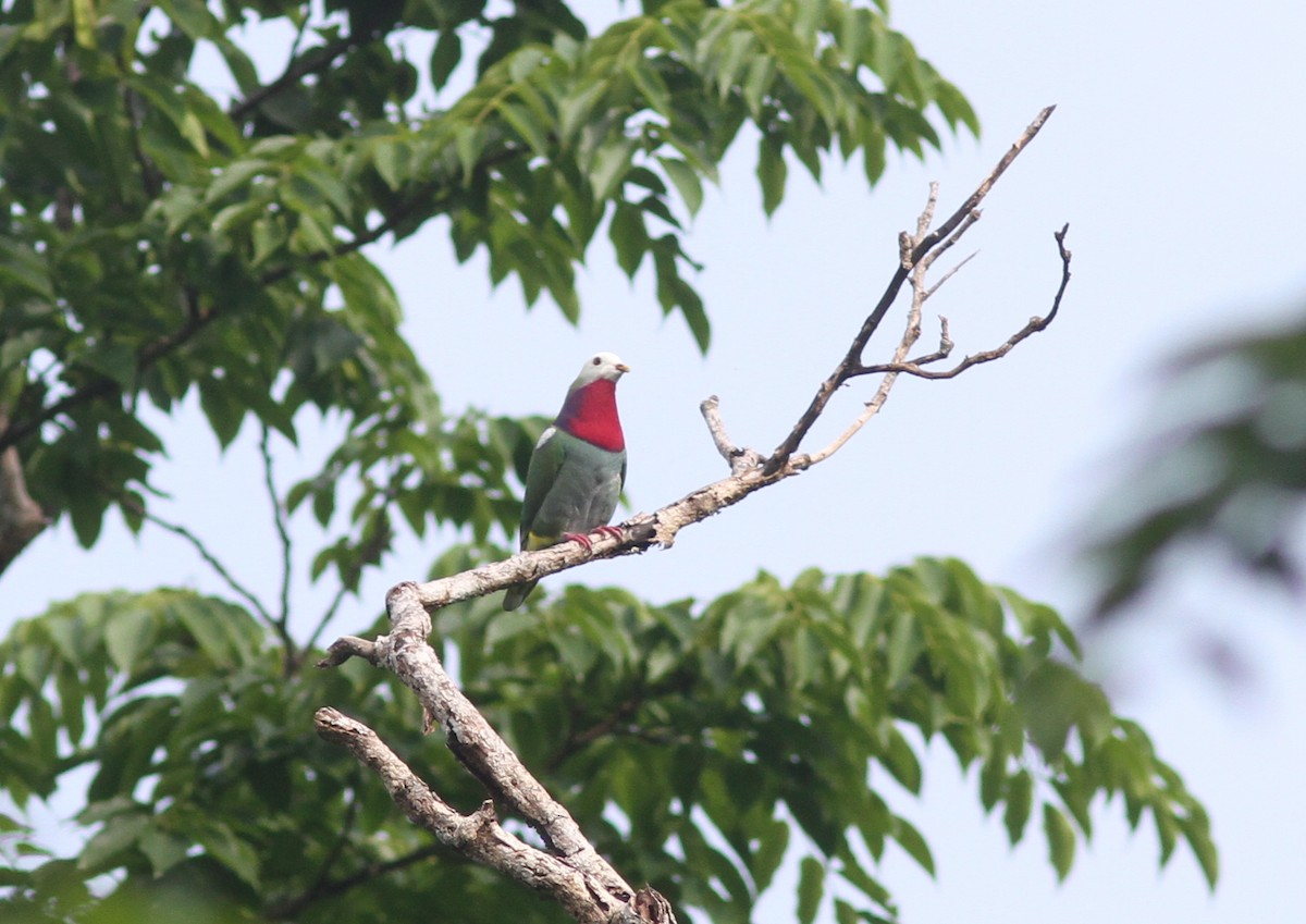 White-headed Fruit-Dove - ML221376281