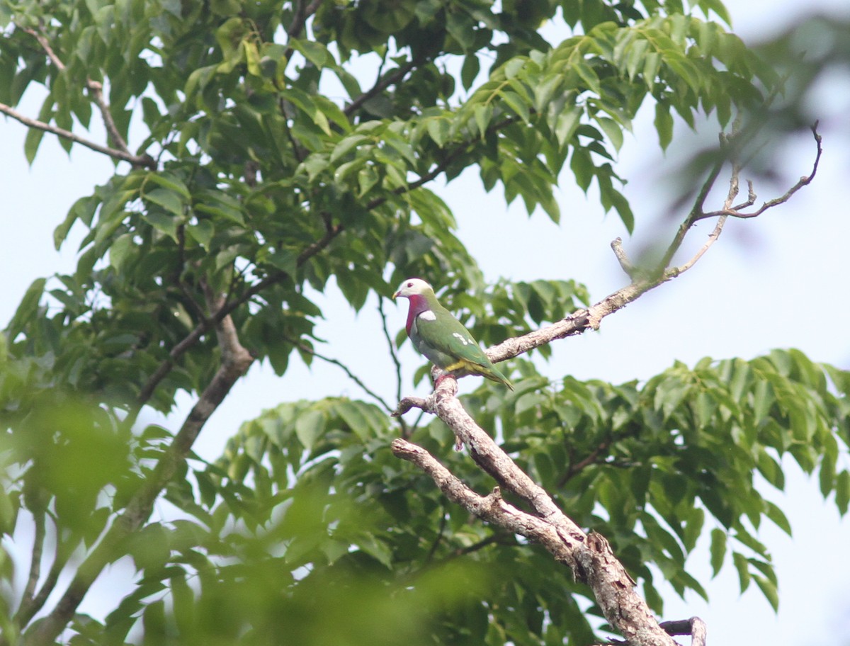 White-headed Fruit-Dove - ML221376311