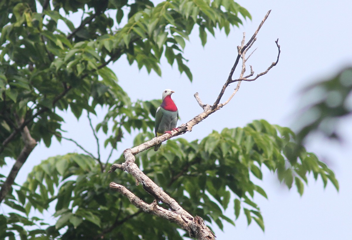 White-headed Fruit-Dove - ML221376521