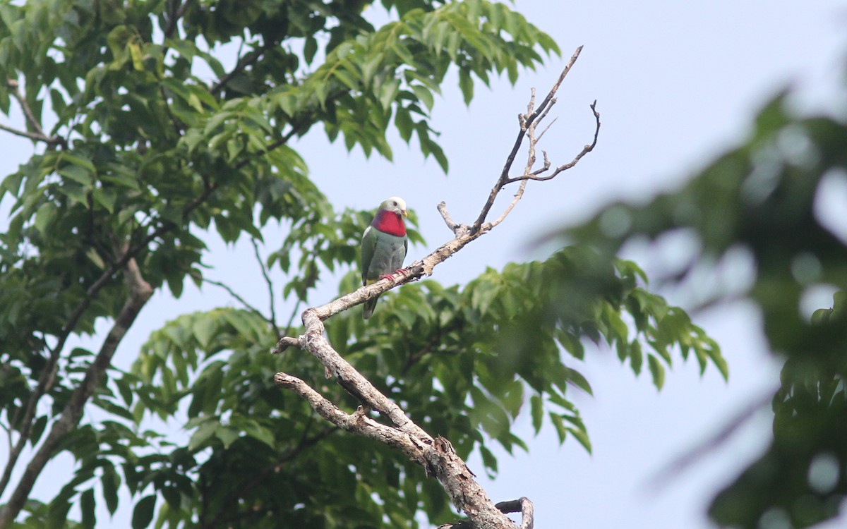 White-headed Fruit-Dove - ML221376681