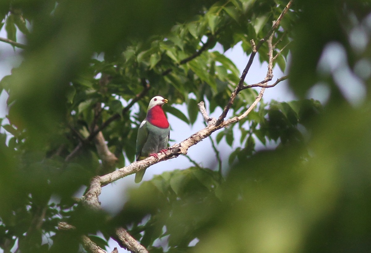 White-headed Fruit-Dove - ML221376761