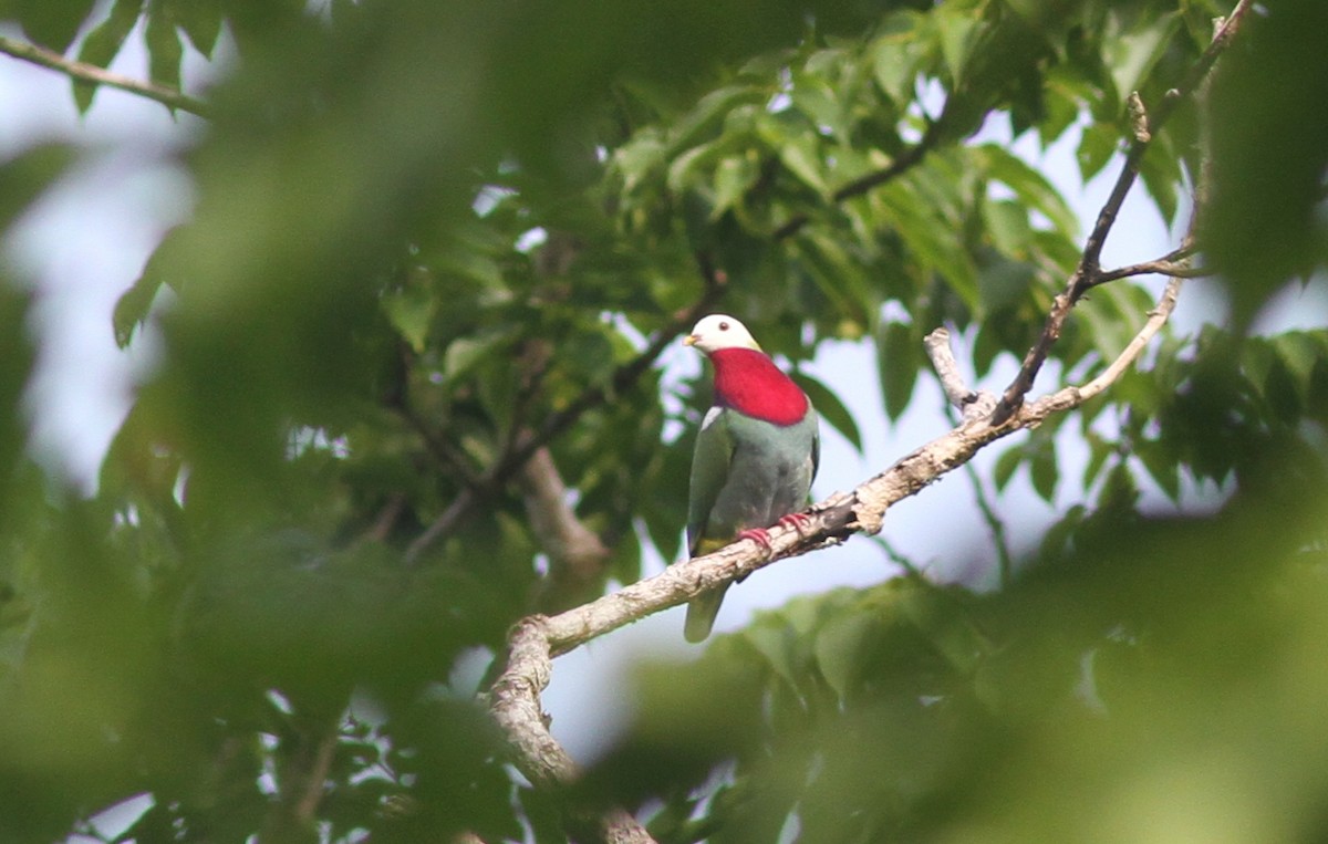 White-headed Fruit-Dove - ML221376981